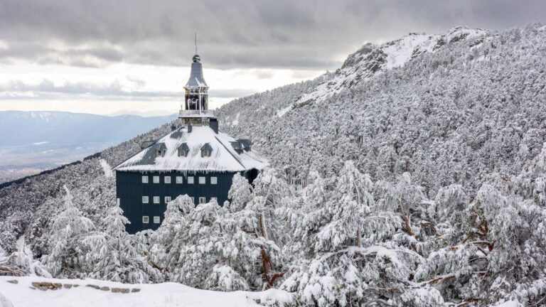 snow-capped trees in navacerrada
