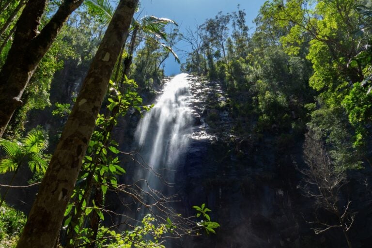 Rainforest and fall of Nightcap National Park. 
