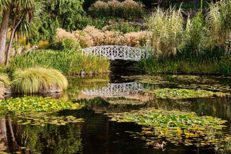 The white bridge across the Pond in the Royal Tasmanian Botanical Gardens.