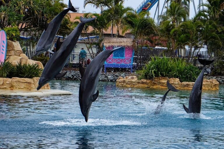Dolphins at Sea World, Gold Coast. 