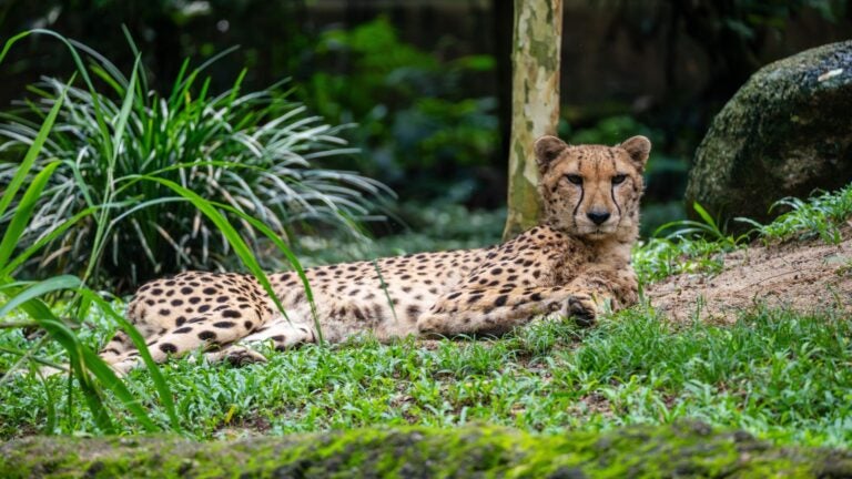 An Asiatic Cheetah lying down