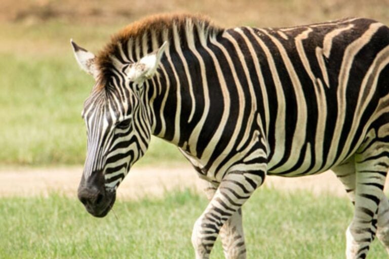 Zebra from Australia Zoo