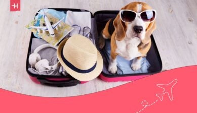 how to travel with pets to australia