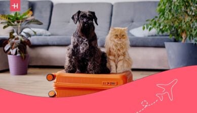 how to travel with pets to usa