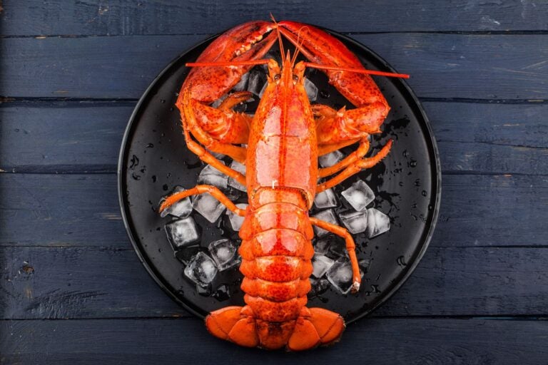 Fresh Boston lobster on the ice.