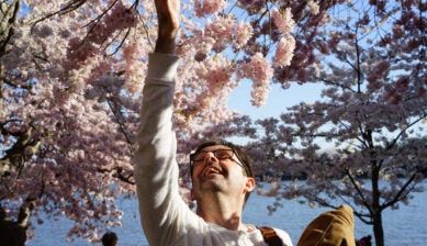 Young man standing among cherry blossom trees in bloom at a reservoir in Washington DC