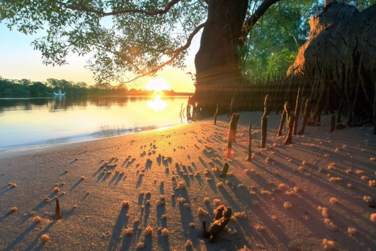 Noosa River foreshore.