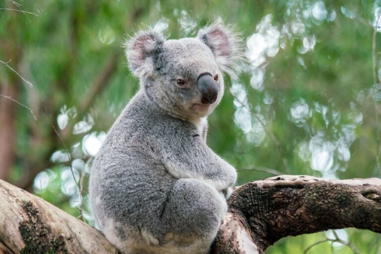 Koala relaxing in a tree