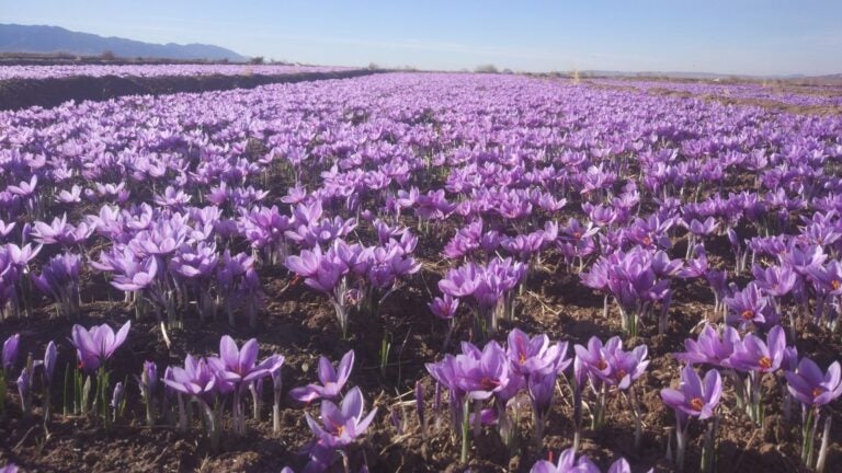 A field of saffron