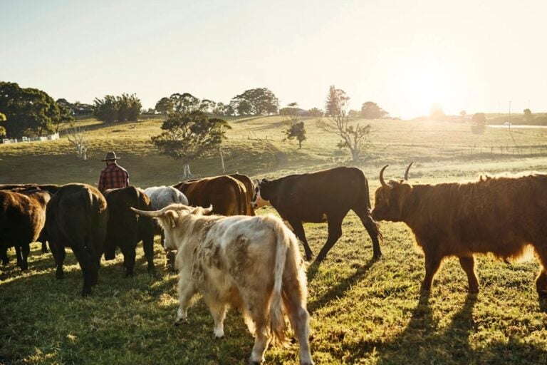 Animals at the Farm.