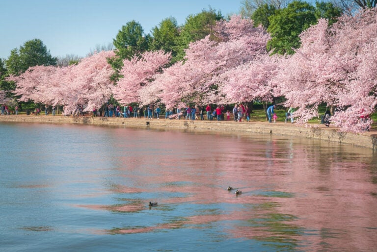 Cherry blossom trees in full bloom along the Tidal Basin in Washington DC