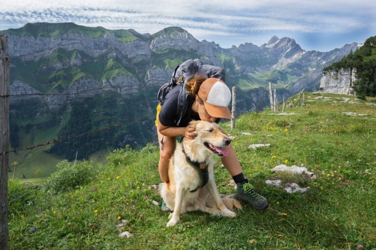 Travel with your dog to Canada comfortably.
