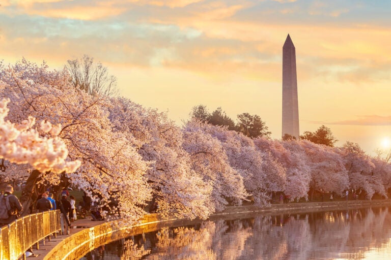 Washington Monument surrounded by cherry blossom trees during the National Cherry Blossom Festival