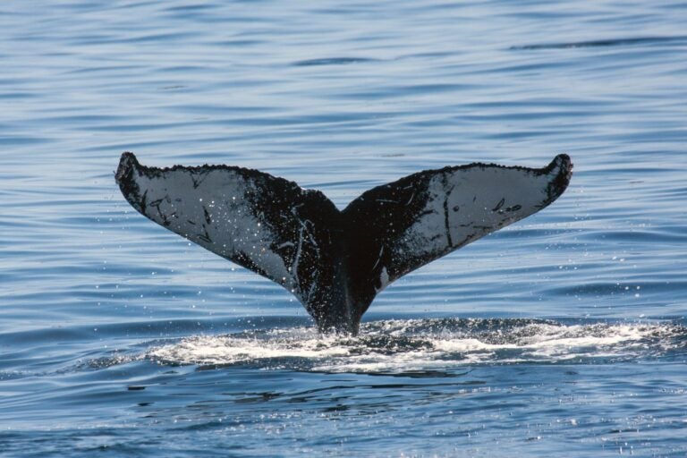 Humpback Whale swimming offshore.
