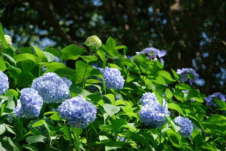 Blue hydrangea flowers blooming in the sunny day in Japan. 