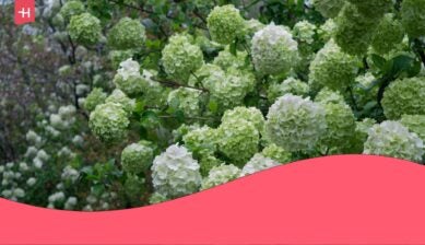 Hydrangea season in Japan