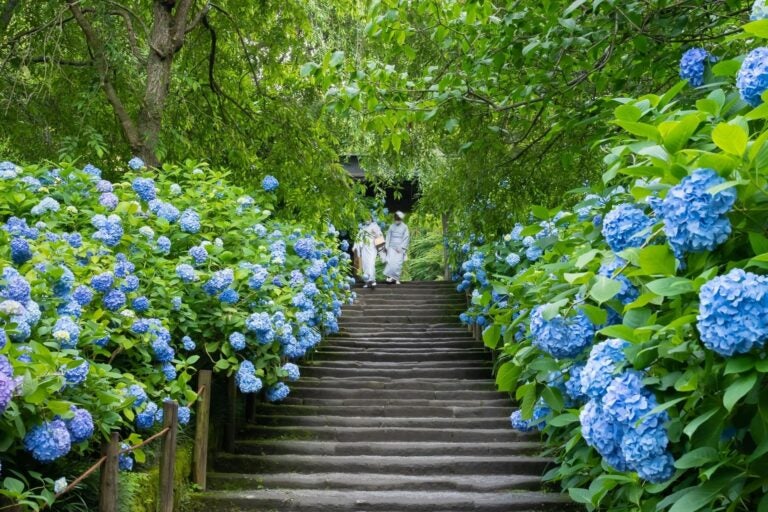 Hydrangea at Meigetsuin in Kamakura.