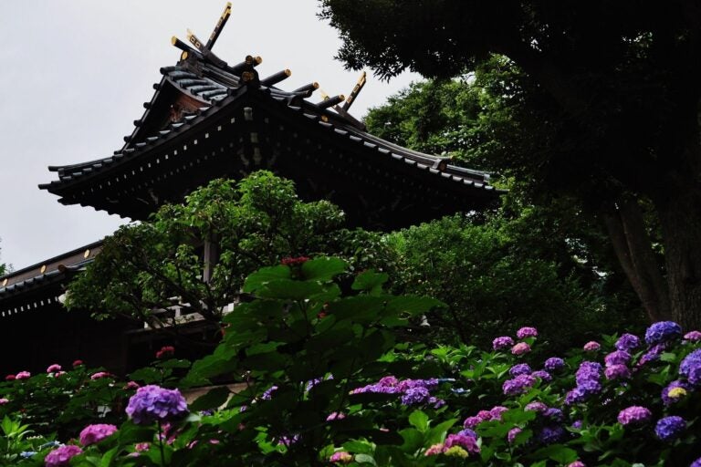 Hakusan Shrine during hydrangea season