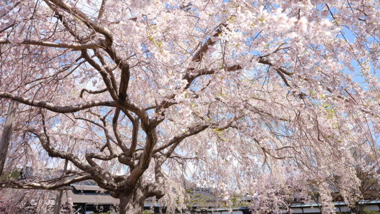 Pink cherry blossoms in full bloom in Matsumae, Hokkaido, Japan