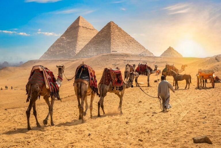 man holding camels with the gyza pyramids on the background