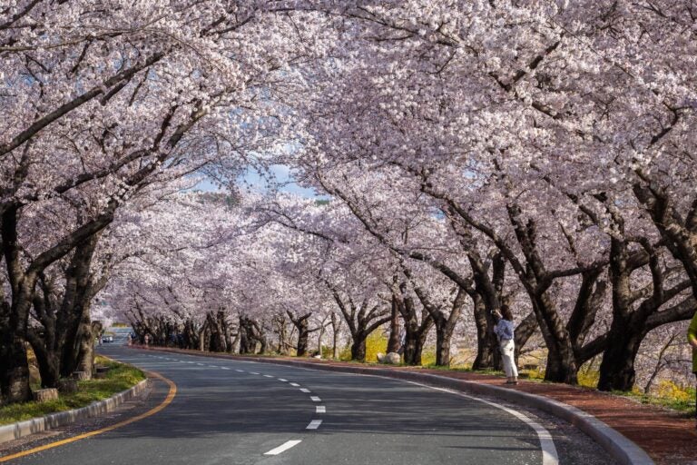 japan cherry blossom - how to buy a car in Japan as a foreigner
