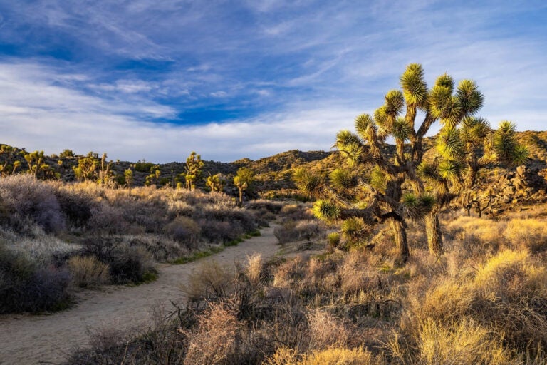 Joshua trees lining the Panorama Loop Trail under a blue sky in Joshua Tree National Park, California