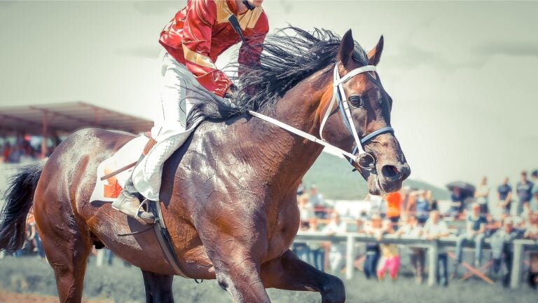 A thoroughbred racehorse in full stride during a race, captured up close
