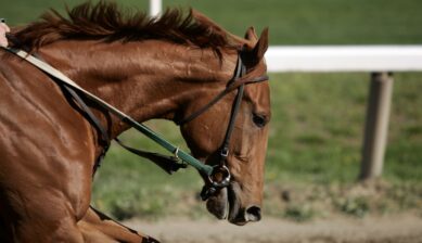 A thoroughbred racehorse in close-up during a morning training breeze on the track ahead of the Kentucky Derby