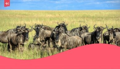 Great Migration in Africa