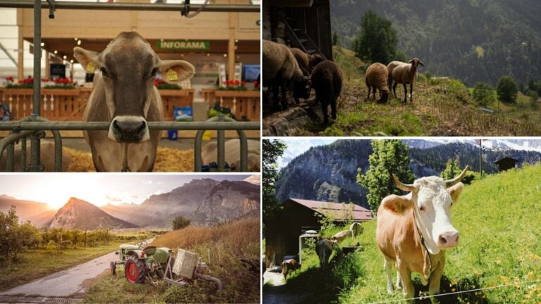 farm