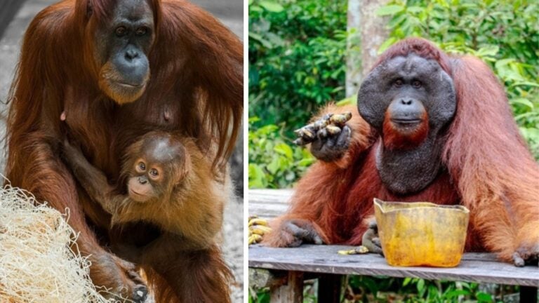 orangutans