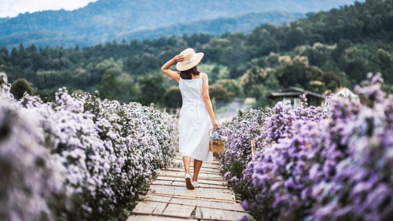 A young Asian woman in a floral dress standing among Margaret Aster flowers in a garden in Chiang Mai, Thailand, smiling on a sunny day.