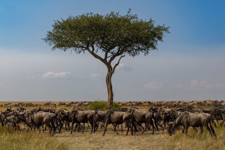 The great wildebeest migration in Africa.