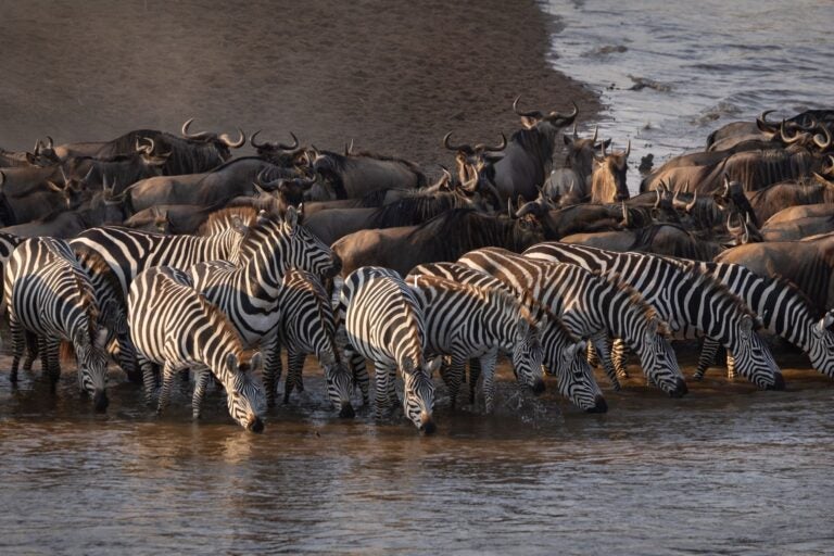 Zebra during the great migration in Kenya.