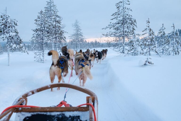 Dog sledding in Lapland