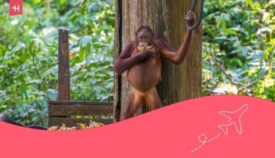 volunteer in indonesia