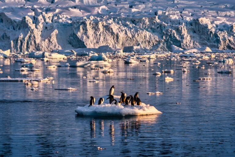 Penguins rest on an ice floe amidst Antarctic icebergs.
