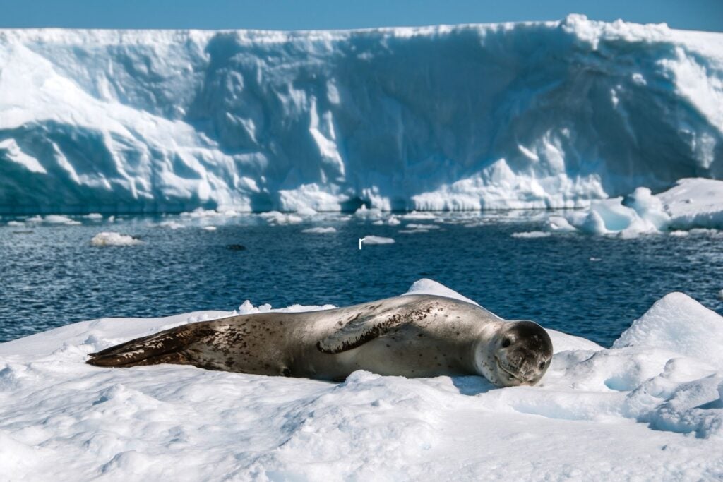 Leopard Seal resting on the ice in Antarctic Peninsula.