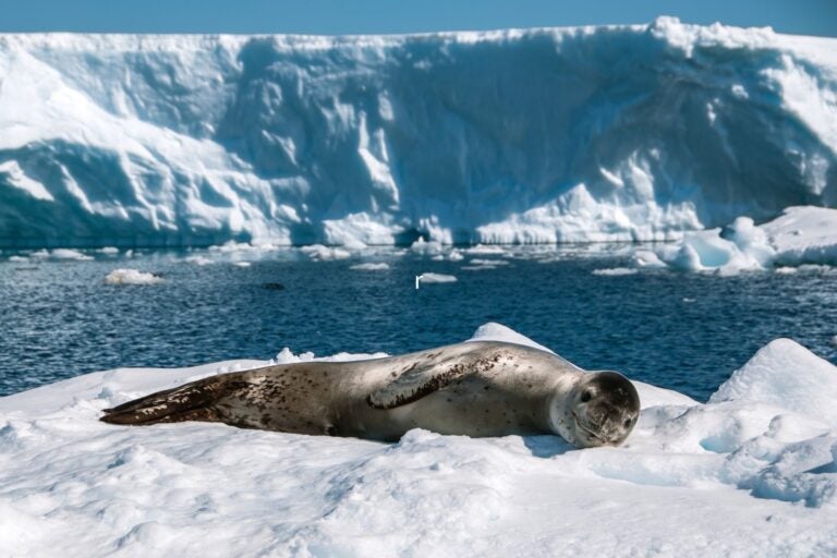 Leopard Seal resting on the ice in Antarctic Peninsula.