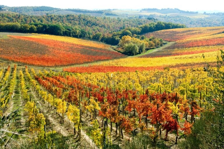 Wineyards in autumn in Chianti, Italy. 