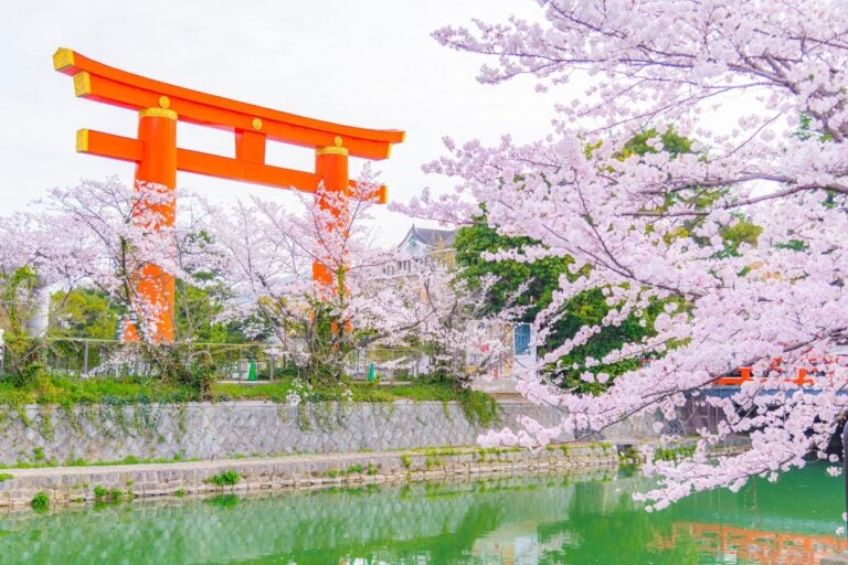 Japan cherry blossom season.