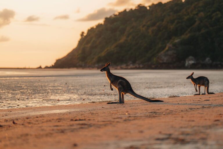 kangaroos on the beach in Australia