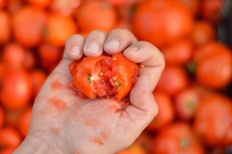 La Tomatina festival