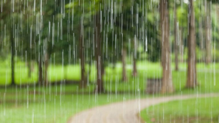 Rain falling through dense forest greenery, creating a soft, blurred natural backdrop.