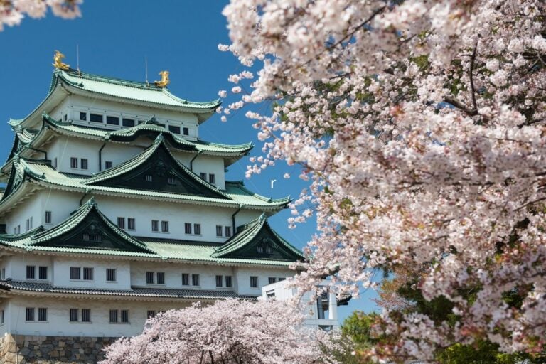 Nagoya Castle with white sakura.