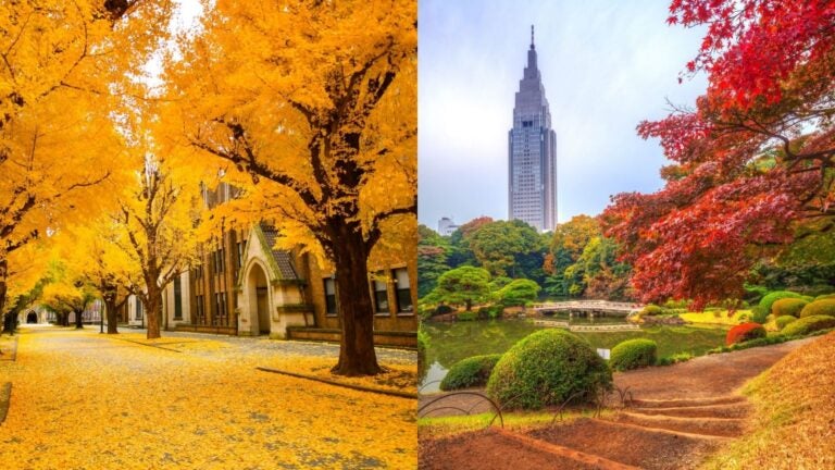 collage of 2 images - 1 showing Shinjuku Park, Tokyo and other showing golden ginkgo in tokyo