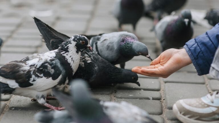 A child feeds grain by hand to a cluster of pigeons on a city street.