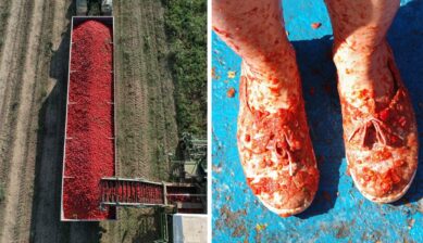 Split image showing an aerial view of red tomatoes filling a long field trailer on the left, and a pair of sneakers coated in crushed tomato pulp on blue ground on the right