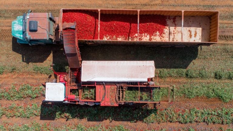 Aerial view of a mechanical harvester loading freshly picked red tomatoes into a large open truck trailer in a field