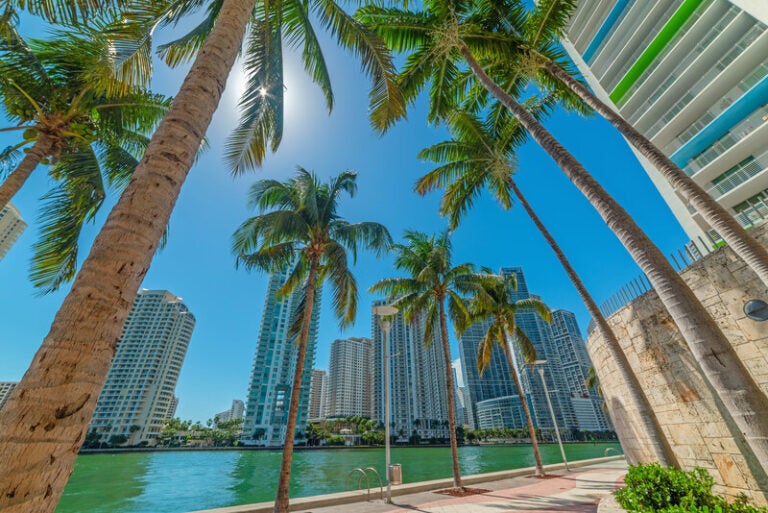 Palm trees and high-rise buildings along a sunny waterfront in Miami